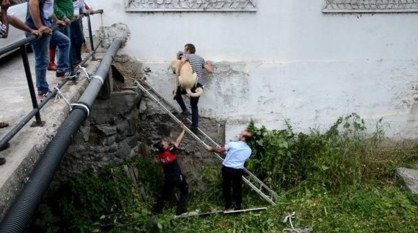 Niksar&rsquo;da Dereye D&uuml;şen K&ouml;pek Kurtarıldı