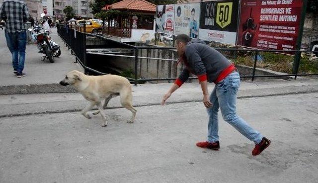 Niksar’da Dereye Düşen Köpek Kurtarıldı