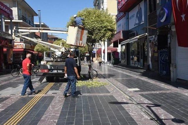 Düzce’de Ağaçlara Peyzaj Bakımı Yapıldı