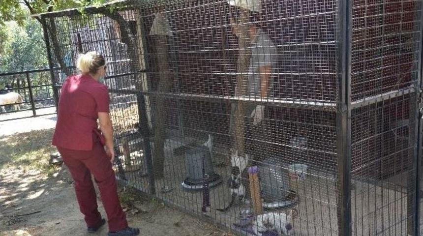 (&ouml;zel Haber) Sosyal Medyayı Ayağa Kaldıran Kediler G&uuml;vende