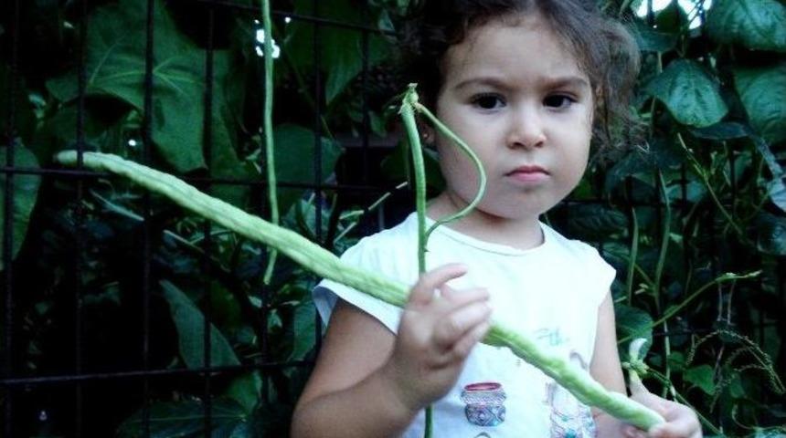 Aile Boyu B&ouml;r&uuml;lce