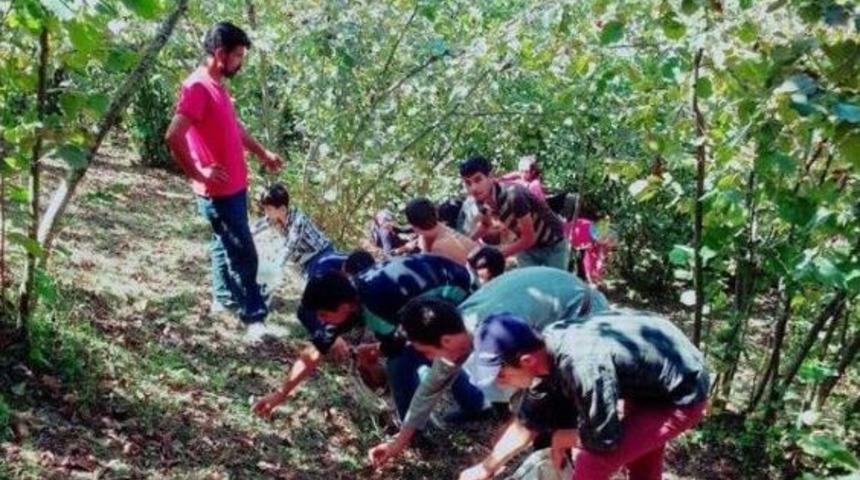 Batmanlı 5 Bin Gen&ccedil; Karadeniz&rsquo;de Fındık Topluyor