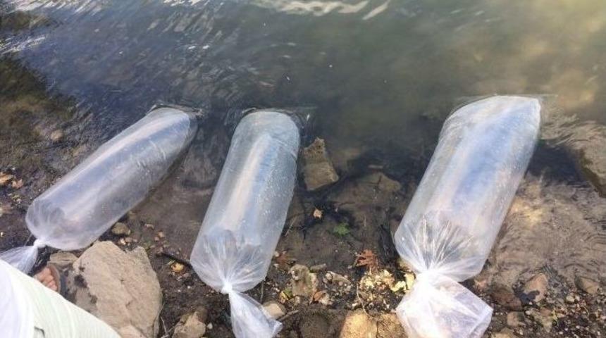 Balıkesir G&ouml;letlerine 40 Bin Sazan Yavrusu Bırakıldı