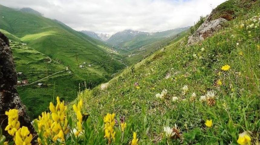 Anzer Balı&rsquo;nda Rekor &Uuml;retim