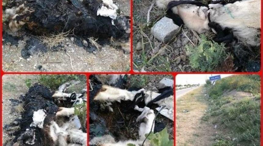 Patileri Bağlanarak Yakılmış K&ouml;pek Cesedi Bulundu
