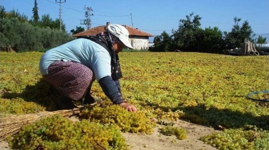 Sarıg&ouml;l&rsquo;de Kurutmalık &Uuml;z&uuml;m İşlemleri Başladı