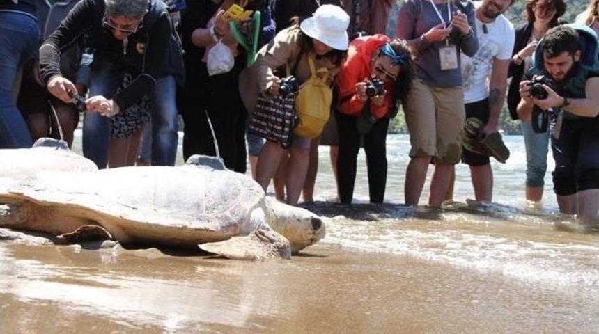 Bodrum&rsquo;da Caretta Carettalar Kendilerini Sevmek İsteyen 5 Kişiyi Yaraladı