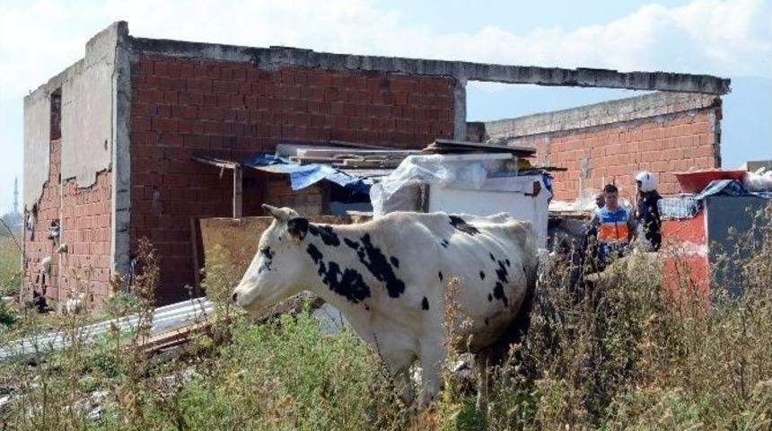 Ka&ccedil;ak Hayvan Satış Yerleri Yıkıldı