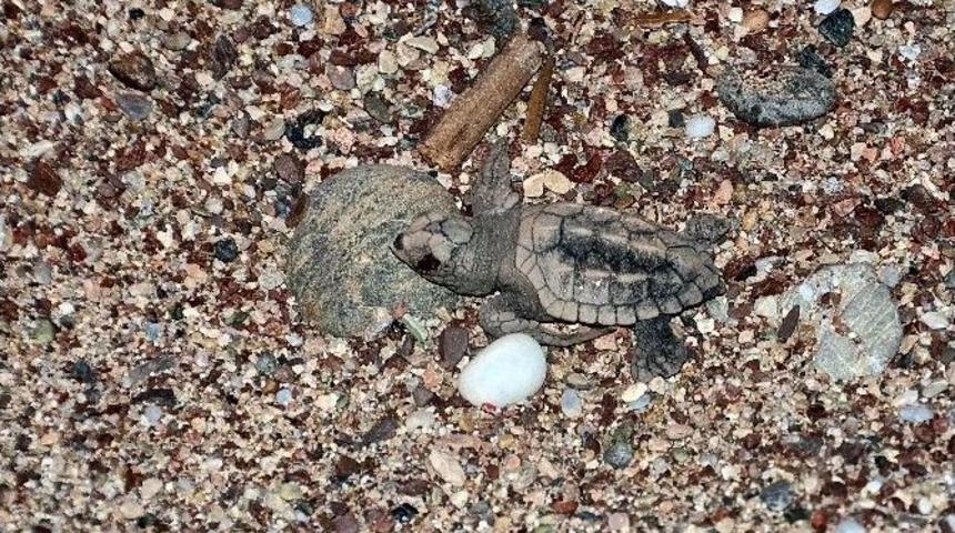 Marmaris&rsquo;te Yavru Caretta Carettalar Denizle Buluştu