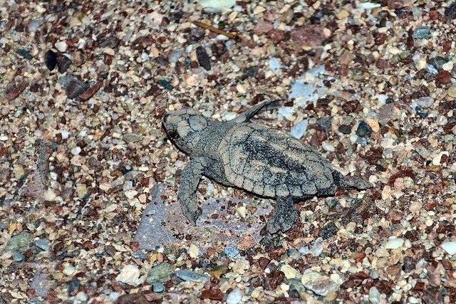 Marmaris’te Yavru Caretta Carettalar Denizle Buluştu