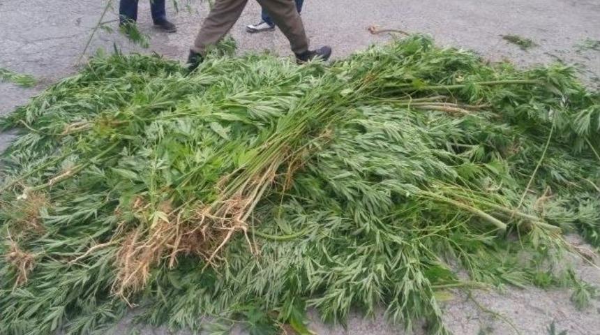 Bafra&rsquo;da 385 K&ouml;k Dişi Hint Keneviri Ele Ge&ccedil;irildi