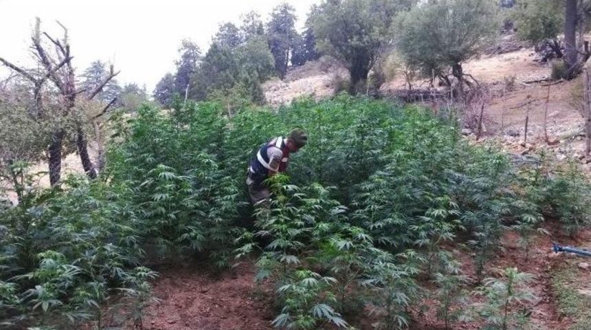 2016 K&ouml;k Kenevir Ele Ge&ccedil;irildi