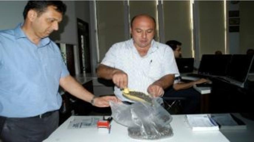 Bandırma&rsquo;da Ay&ccedil;i&ccedil;eği Hasadı Başladı