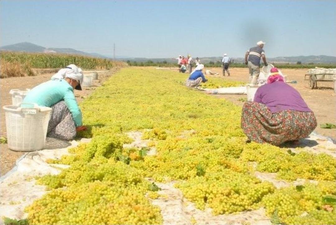Saruhanlı&lsquo;da &Uuml;z&uuml;m Hasadı Başladı