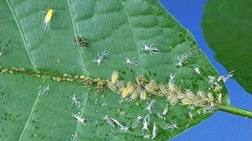 Ziraat Odası&rsquo;ndan Pamuk &Uuml;reticilerine Uyarı