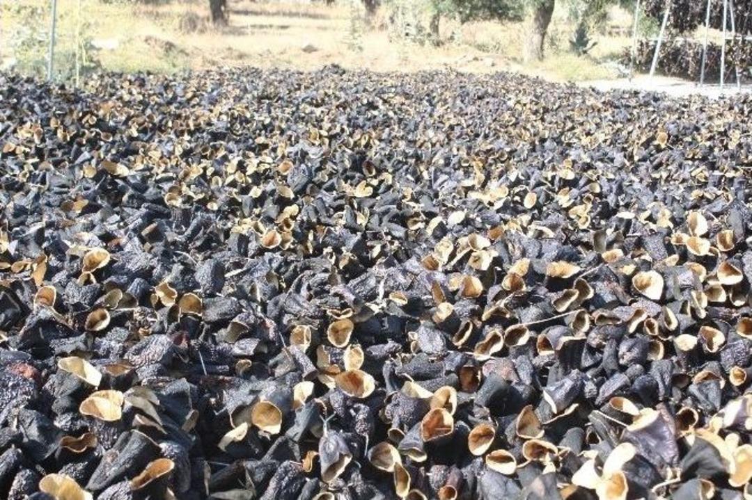 Patlıcan Vadisi&rsquo;nde Hummalı &Ccedil;alışma Başladı