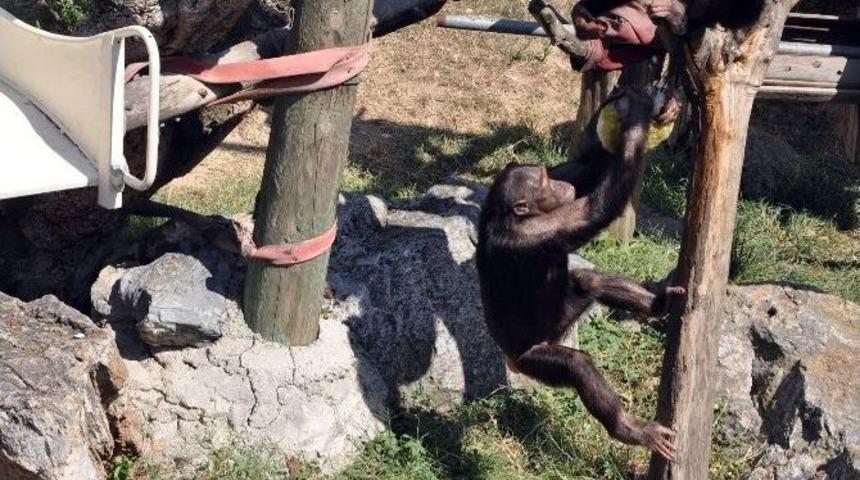 (&ouml;zel Haber) Sıcaktan Bunalan Şempanzeler Dondurulmuş Meyveler İle Serinletildi