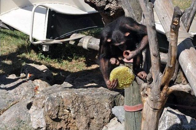 (özel Haber) Sıcaktan Bunalan Şempanzeler Dondurulmuş Meyveler İle Serinletildi