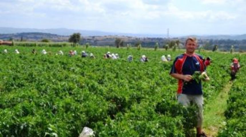 Biga&rsquo;da Biber Hasadı Başladı