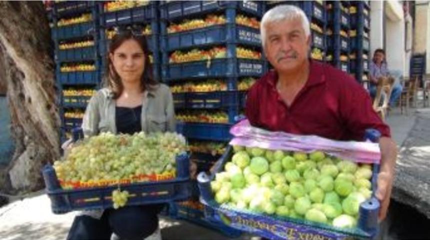 Silifke&rsquo;de İncir &Uuml;retimi