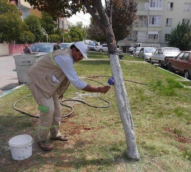 Haliliye’de Ağaçlar Yeni Şekillere Büründü