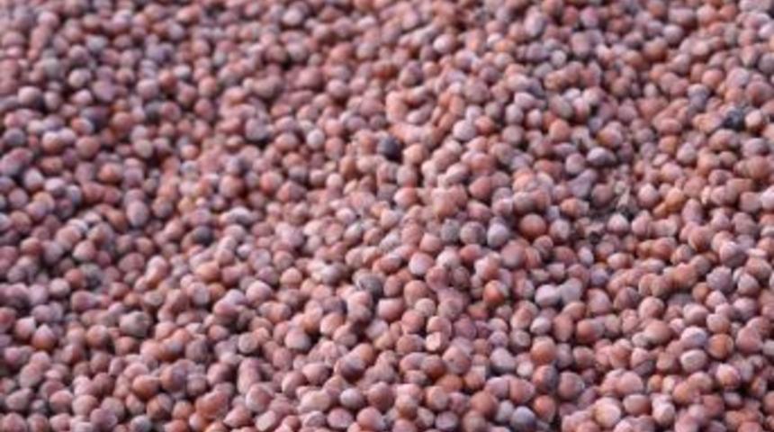 &Uuml;reticinin G&ouml;z&uuml; Kulağı Fındık Fiyatlarında