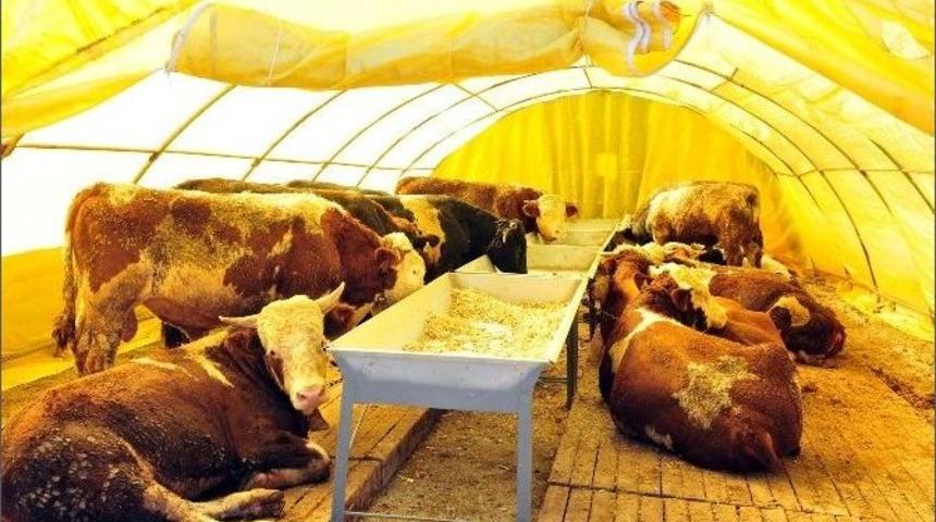 Mamak Belediyesi, Kurban Bayramı Hazırlıklarına Başladı