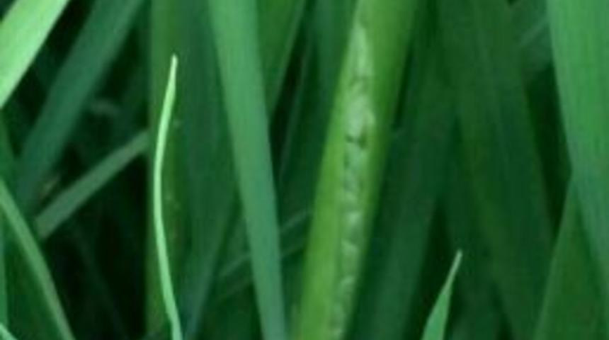 Hayrabolu Tekirdağ&rsquo;ın &Ccedil;eltik Şampiyonu Oldu