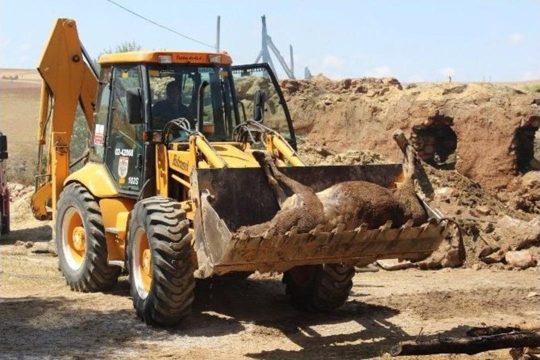 Ahırda Yangın &Ccedil;ıktı: 29 Hayvan Telef Oldu