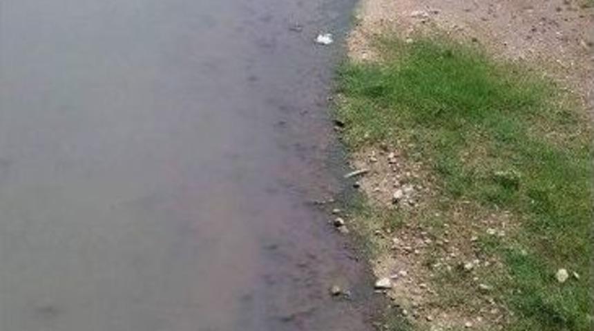 Alaplı&rsquo;da Balık &Ouml;l&uuml;mleri Endişeye Neden Oldu