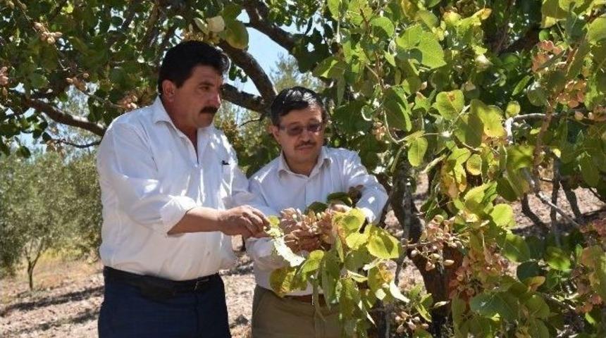 Yuntdağı Fıstık Diyarı Oluyor