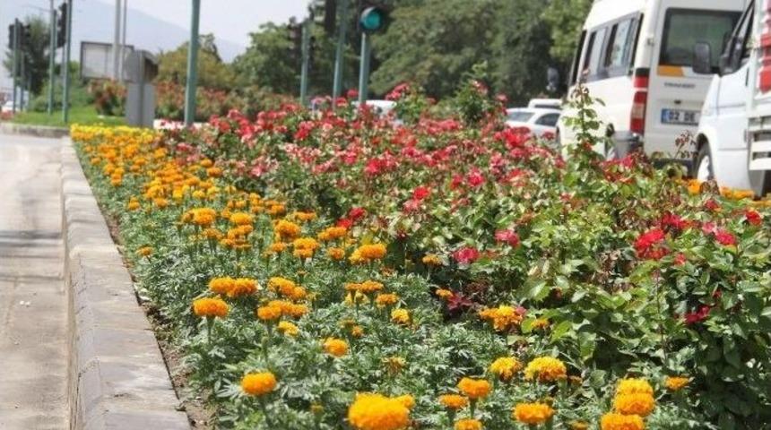 Binlerce &Ccedil;i&ccedil;ek Toprakla Buluştu