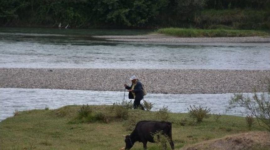 &Ccedil;oban, Kelkit &Ccedil;ayı&rsquo;nda Mahsur Kaldı