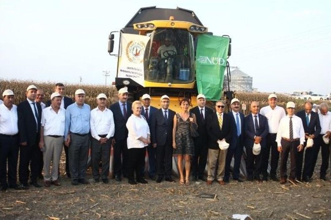 &Ccedil;ukurova&rsquo;nın Mısırında Hasat Zamanı