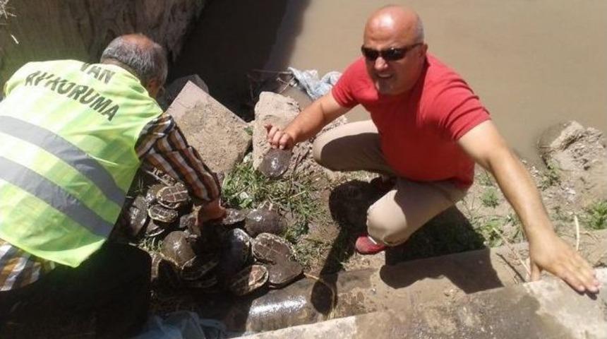 Kaplumbağalar Doğal Hayatlarına Kavuştu