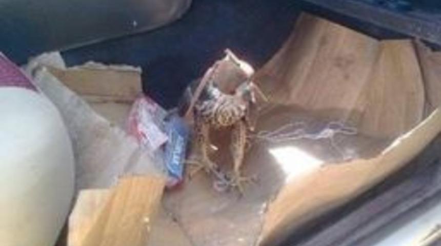 Ka&ccedil;ak Atmaca Avlayanlara 47 Bın 530 Tl Ceza Kesildi