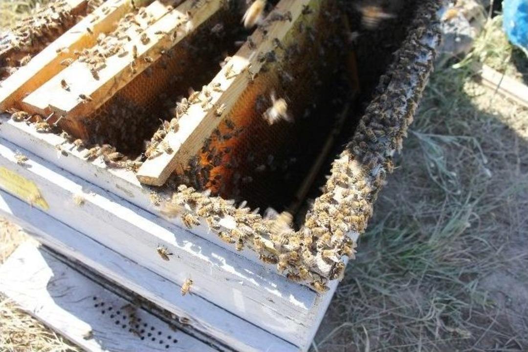 Ağrı Dağı&rsquo;nın Bitki &Ouml;rt&uuml;s&uuml; Arıcıların Vazge&ccedil;ilmezi Oldu