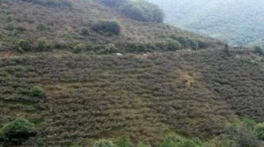 Giresun&rsquo;da Trafik Kazası: 4 &Ouml;l&uuml;