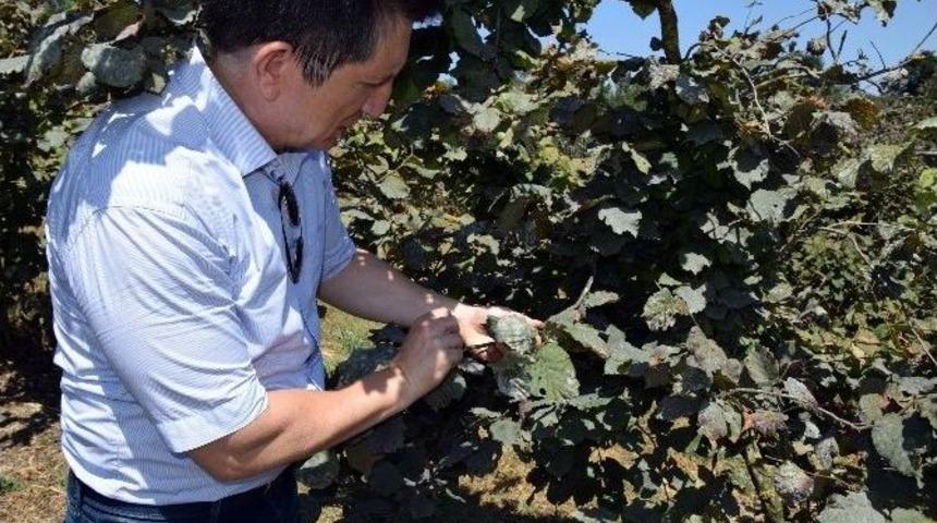 K&uuml;lleme Hastalığı Fındık Verimini Olumsuz Etkiliyor