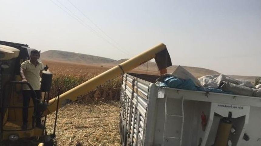 Batman&rsquo;da Mısır Hasadı Başladı