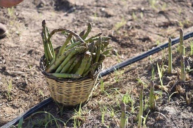 Yerli Üretimle Kuşkonmaz Eylül Sonuna Kadar Sofralarda