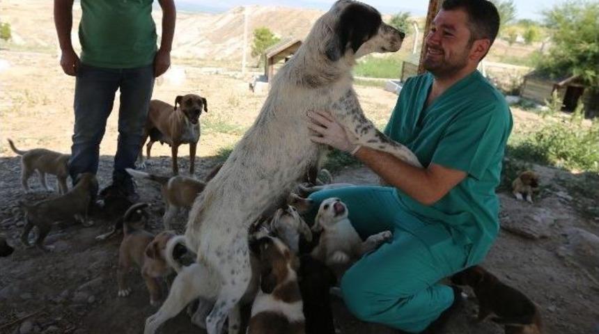 &ldquo;satın Almayın Sahiplenin&rdquo; Kampanyasıyla 550 Sokak Hayvanı Sahip Buldu