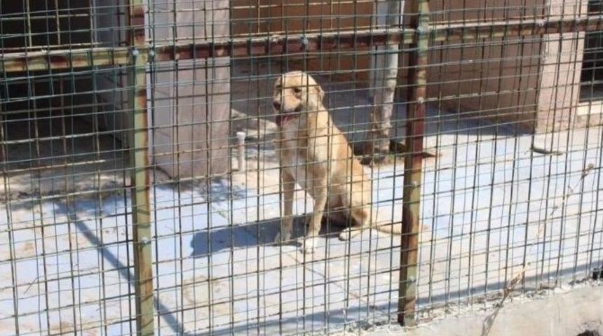 Alaşehir&rsquo;de Sokak Hayvanları İ&ccedil;in Eylem Planı Hazırlandı