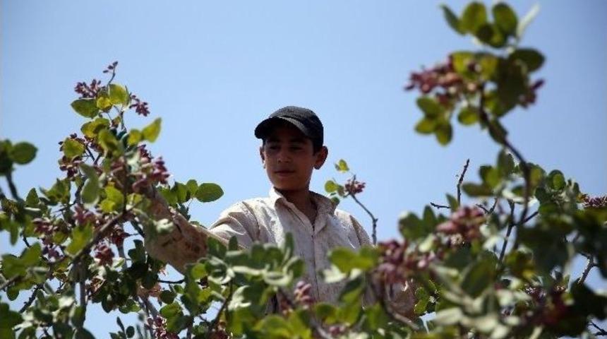 Yeşil Altında Y&uuml;ksek Rekolte Sevinci