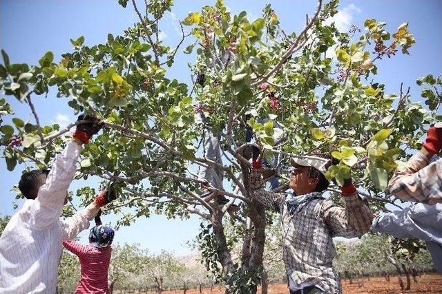 Yeşil Altında Yüksek Rekolte Sevinci