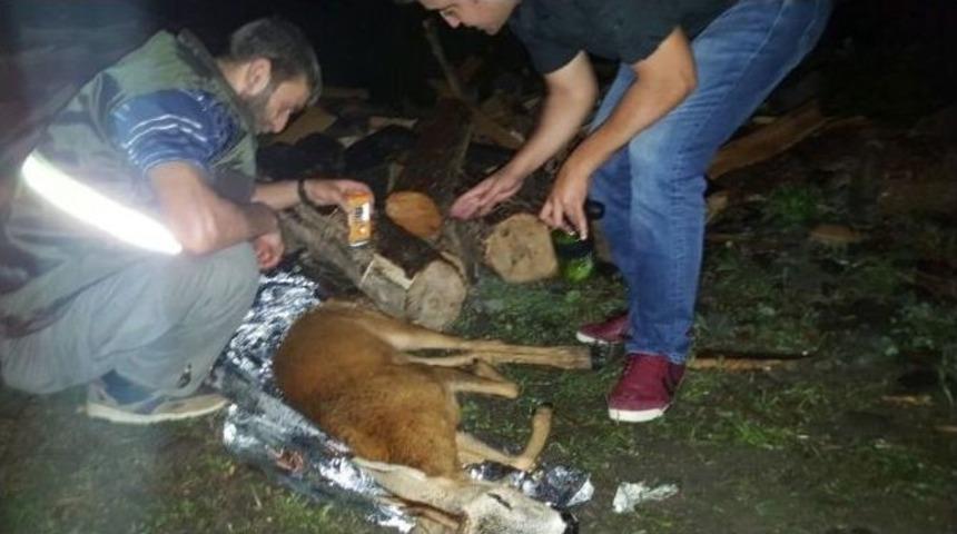 Artvin&rsquo;de Yaralı Karacaya Polis Şefkati