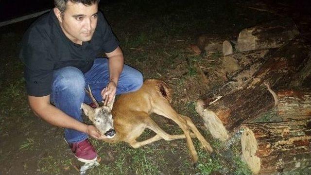 Artvin’de Yaralı Karacaya Polis Şefkati