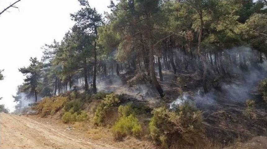 Tema Vakfı Orman Yangınlarına Karşı Uyardı