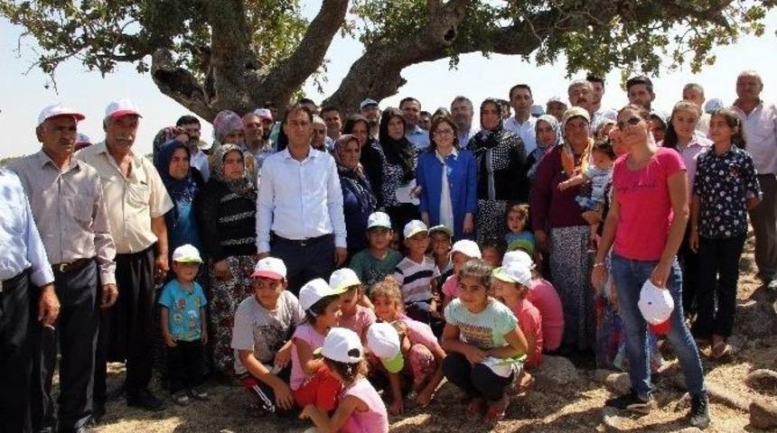 Antep Fıstığının İlk Mahsul&uuml; En Yaşlı Ağa&ccedil;lardan Toplandı