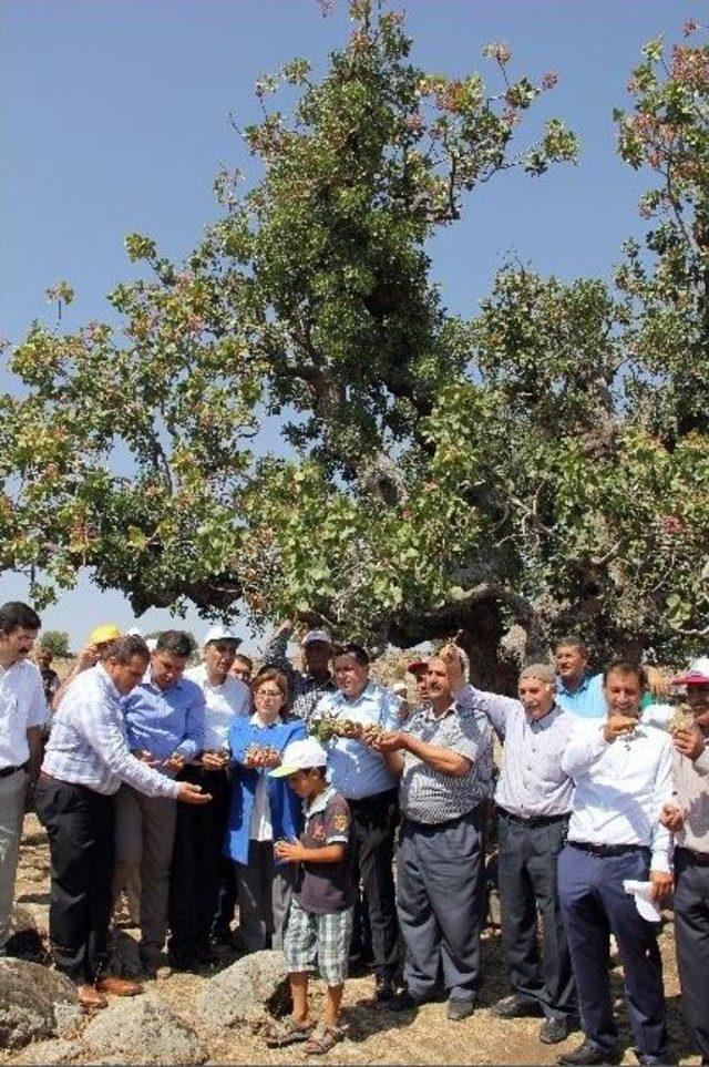 Antep Fıstığının İlk Mahsulü En Yaşlı Ağaçlardan Toplandı